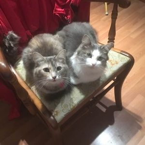 Meet your Posher, Lisa